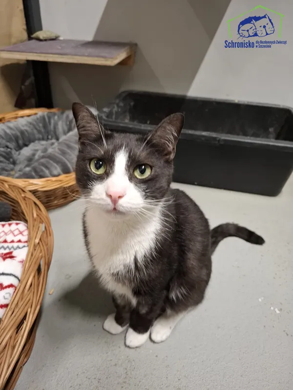 Kot do adopcji, Szczecin, 16 grudnia 2025 (1/2)