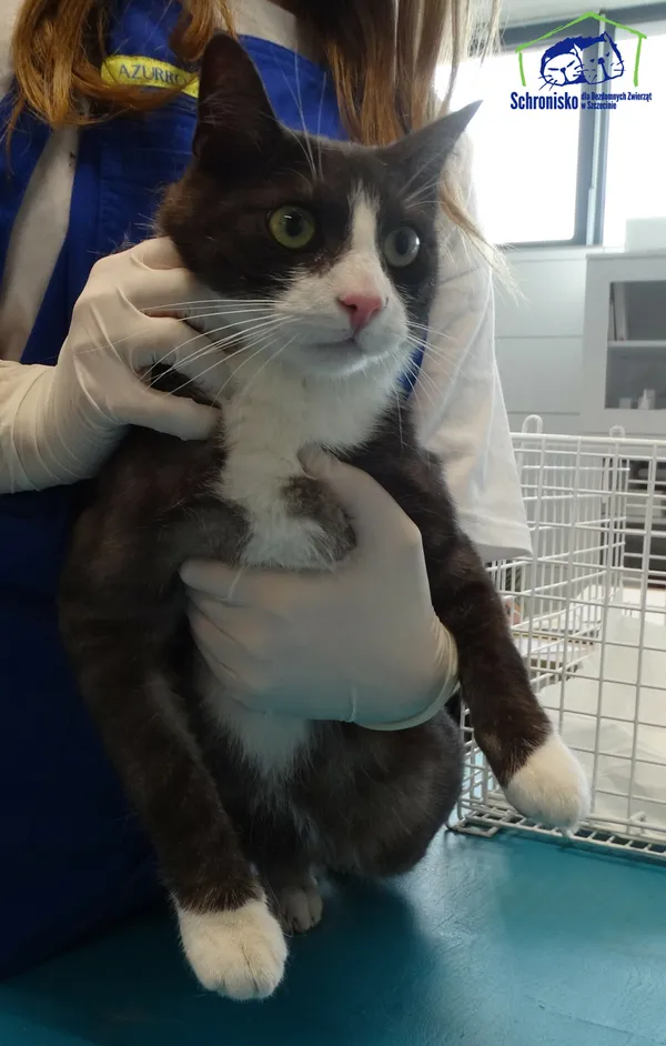 Kot do adopcji, Szczecin, 16 grudnia 2025 (2/2)