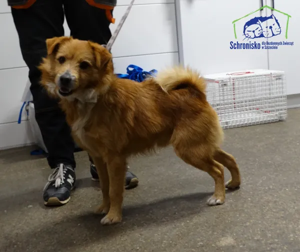 Znaleziono psa, Szczecin, 9 stycznia 2026 (2/2)