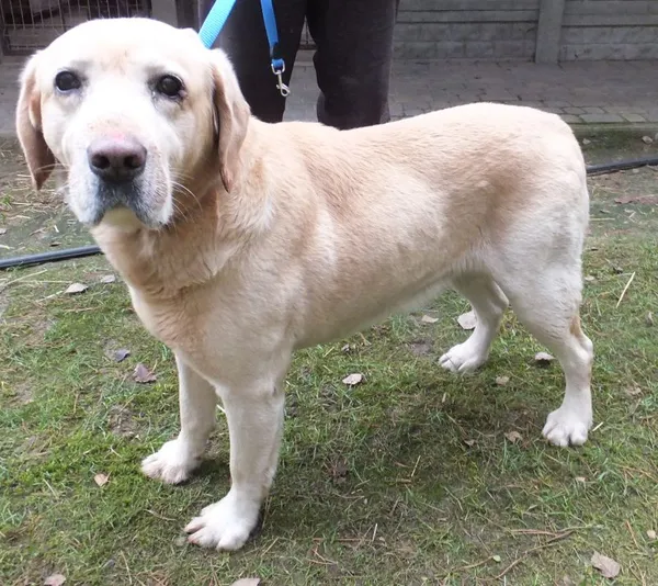 Znaleziono psa, Nowa Krępa, 22 grudnia 2025