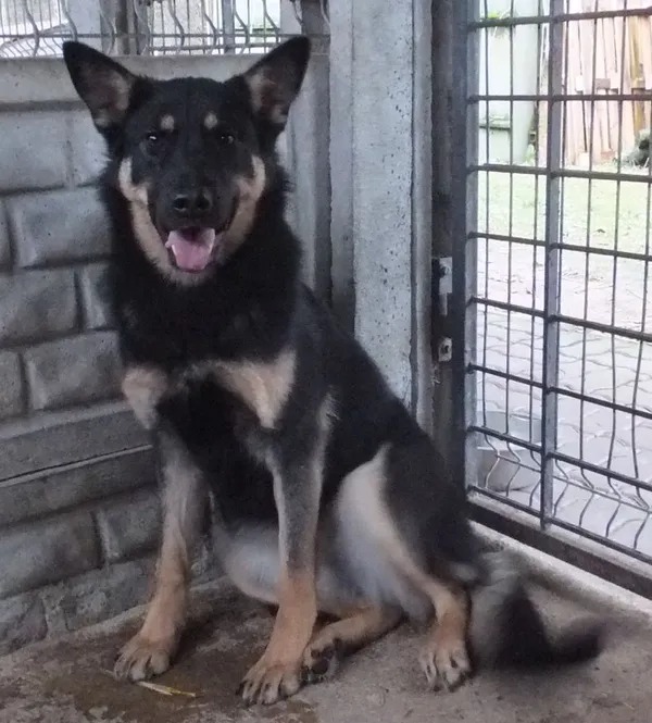 Znaleziono psa, Nowa Krępa, 3 grudnia 2025