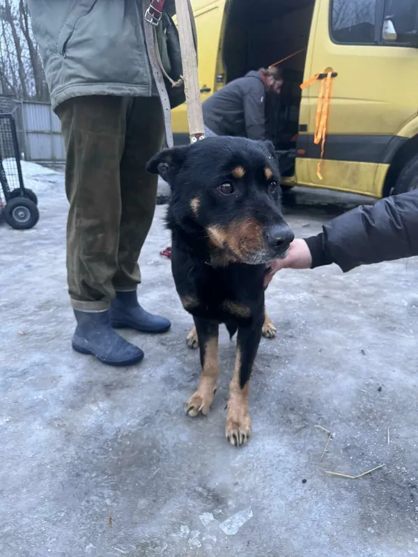 Pies do adopcji, Zgierz, 27 stycznia 2026 (2/3)