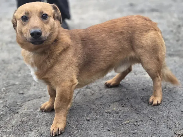 Pies do adopcji, Zgierz, 9 stycznia 2026 (2/5)