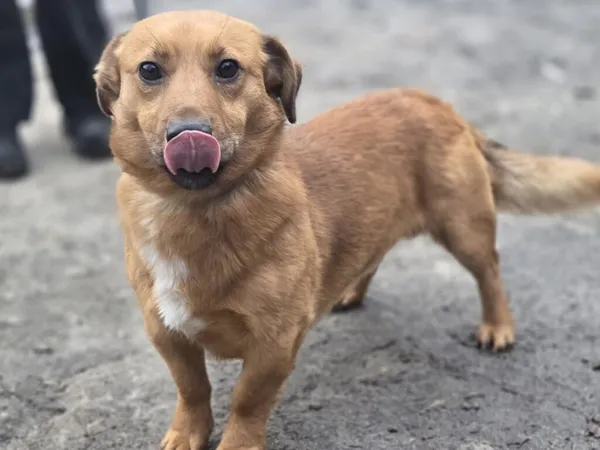 Pies do adopcji, Zgierz, 9 stycznia 2026 (4/5)