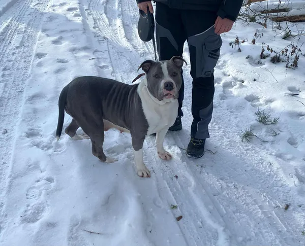 Pies do adopcji, Platerówka, 9 stycznia 2026 (2/3)