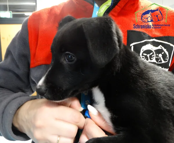 Pies do adopcji, Szczecin, 10 stycznia 2026 (2/2)