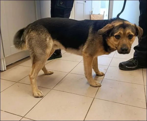 Znaleziono psa, Grudziądz, 9 stycznia 2026