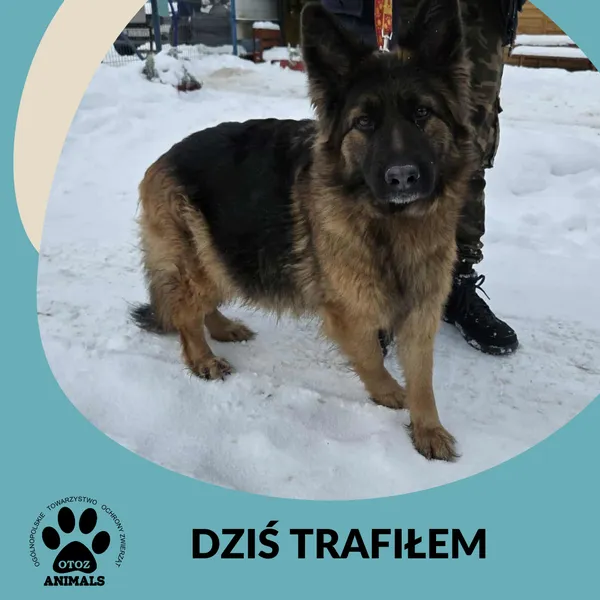 Znaleziono psa, Dąbrówka, 10 stycznia 2026