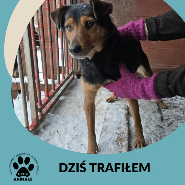 Znaleziono psa, Dąbrówka, 9 stycznia 2026