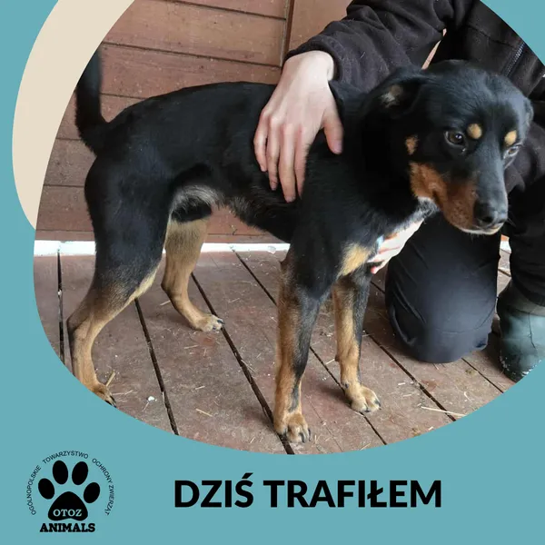 Znaleziono psa, Dąbrówka, 9 stycznia 2026