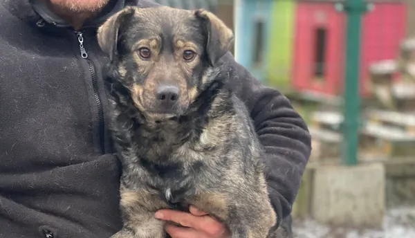 Pies do adopcji, Głowno, 10 stycznia 2026