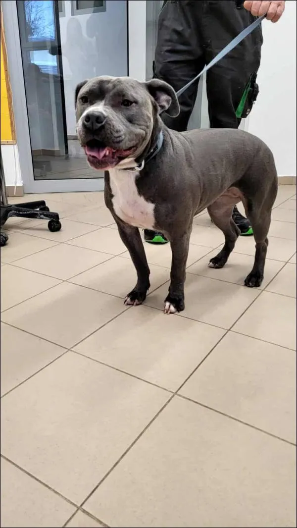 Znaleziono psa, Grudziądz, 11 stycznia 2026