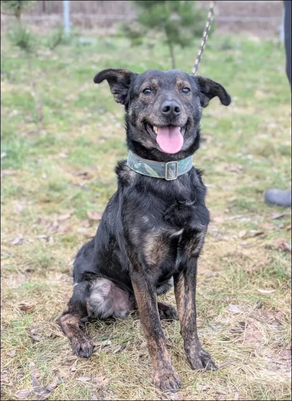 Znaleziono psa, Grudziądz, 28 sierpnia 2025