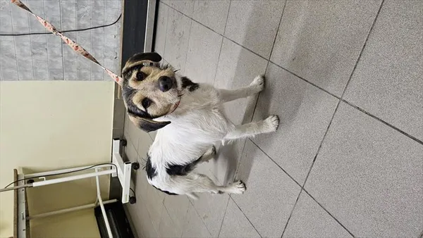 Znaleziono psa, Choszczno, 8 stycznia 2026