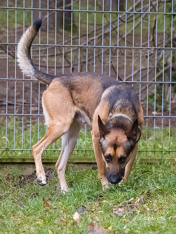 Pies do adopcji, Sopot, 11 stycznia 2026 (1/4)