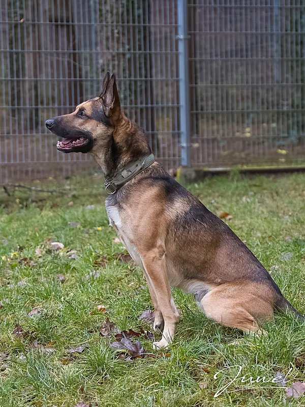 Pies do adopcji, Sopot, 11 stycznia 2026 (3/4)