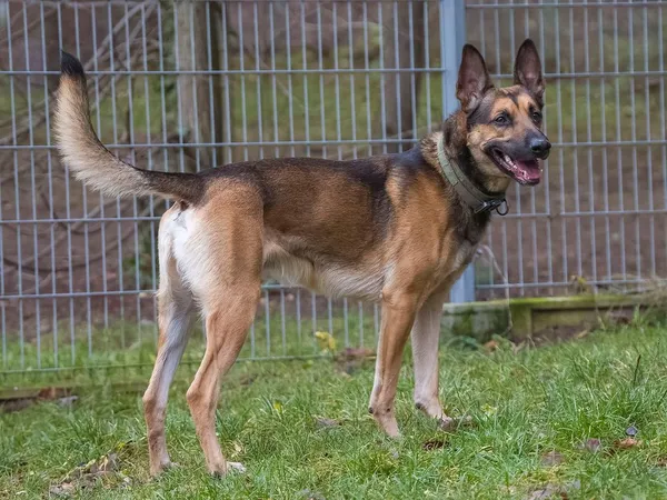 Pies do adopcji, Sopot, 11 stycznia 2026 (4/4)