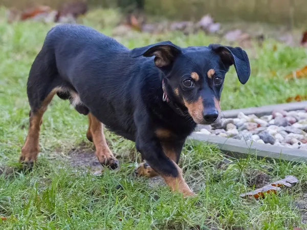 Pies do adopcji, Sopot, 11 stycznia 2026