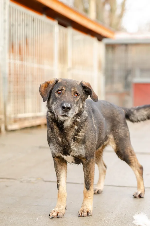 Oddam psa, Kazimierzowo, 11 stycznia 2026 (1/3)