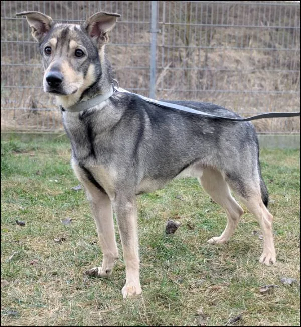 Znaleziono psa, Grudziądz, 18 października 2025