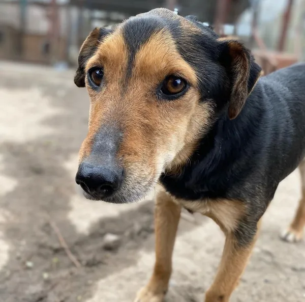 Oddam psa, Elbląg, Nad Jarem, 11 stycznia 2026 (1/5)