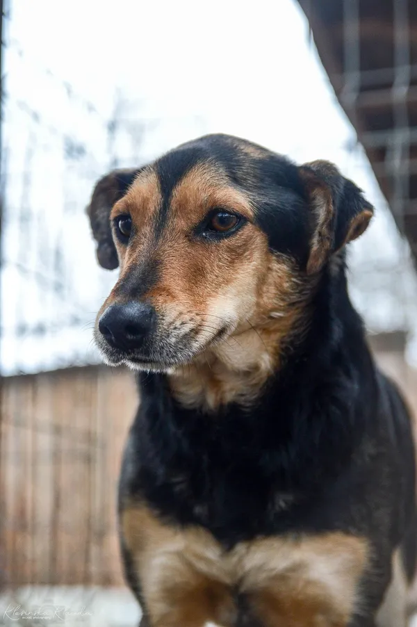 Oddam psa, Elbląg, Nad Jarem, 11 stycznia 2026 (5/5)