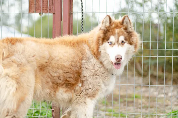 Oddam psa, Gdańsk, Wrzeszcz Dolny, 11 stycznia 2026 (3/5)