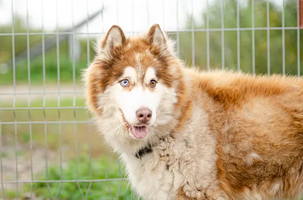 Oddam psa, Gdańsk, Wrzeszcz Dolny, 11 stycznia 2026 (4/5)