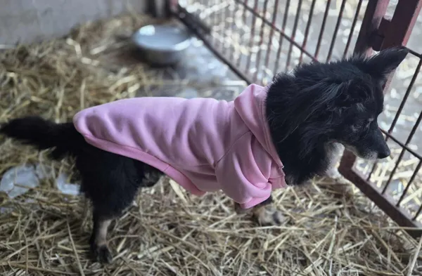 Pies do adopcji, Zgierz, 11 stycznia 2026 (2/5)