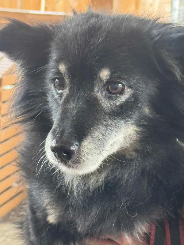 Pies do adopcji, Zgierz, 11 stycznia 2026 (4/5)