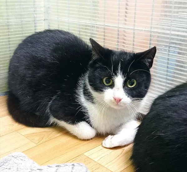 Kot do adopcji, Racibórz, 10 stycznia 2026