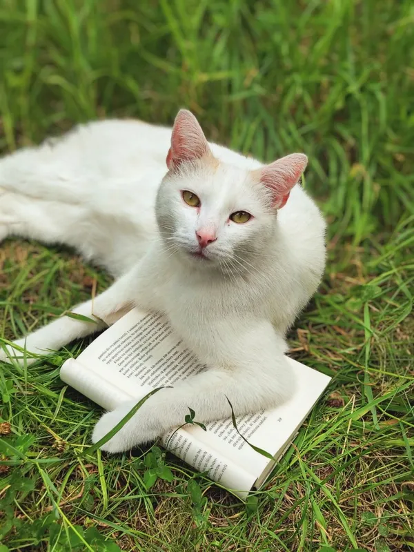 Zaginął kot, Łódź, 11 stycznia 2026