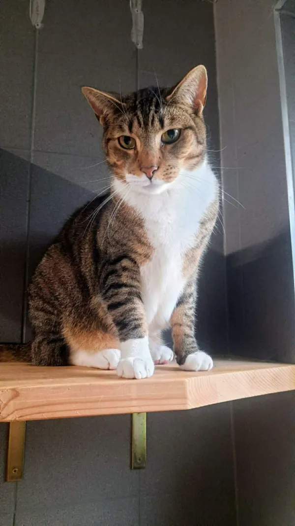 Kot do adopcji, Sopot, 11 stycznia 2026