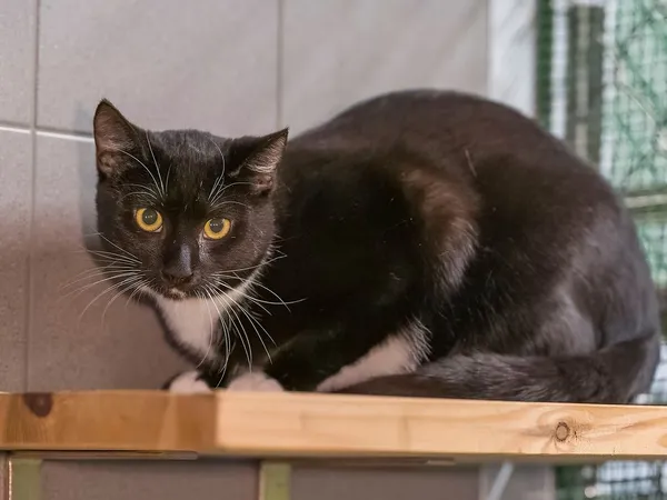 Kot do adopcji, Sopot, 11 stycznia 2026 (3/4)