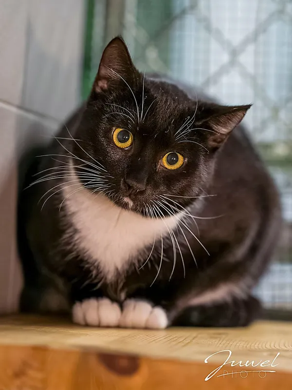 Kot do adopcji, Sopot, 11 stycznia 2026 (4/4)