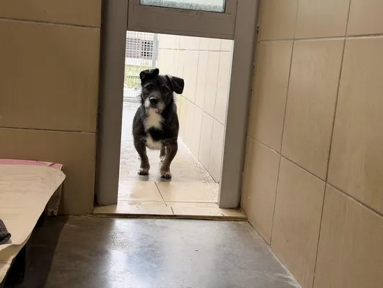 Pies do adopcji, Kraków, 28 grudnia 2025