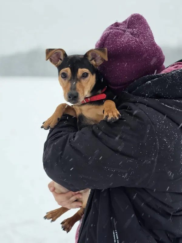 Pies do adopcji, Radom, 12 stycznia 2026 (1/4)