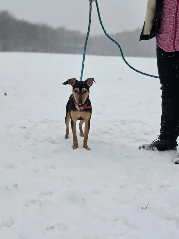 Pies do adopcji, Radom, 12 stycznia 2026 (4/4)