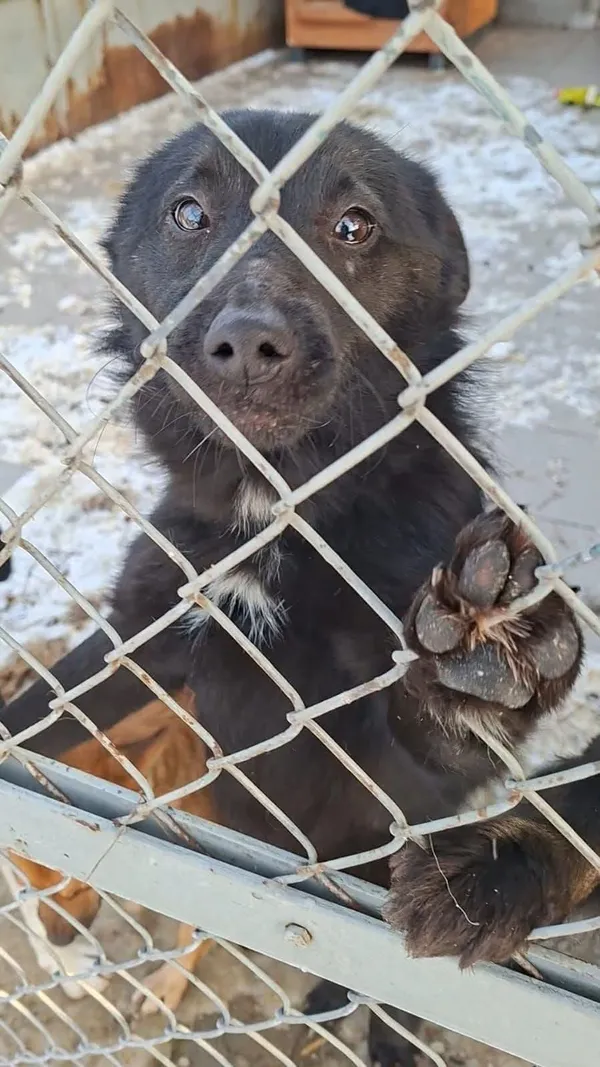 Pies do adopcji, Radom, 12 stycznia 2026