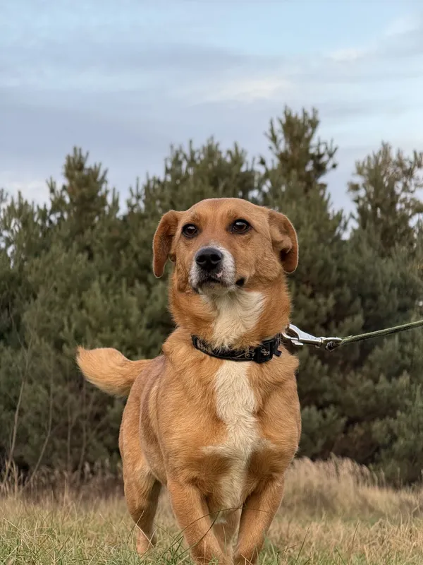 Pies do adopcji, Pieczyska, 11 stycznia 2026 (3/5)