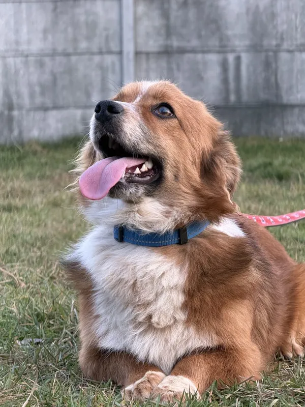 Pies do adopcji, Pieczyska, 11 stycznia 2026 (5/5)