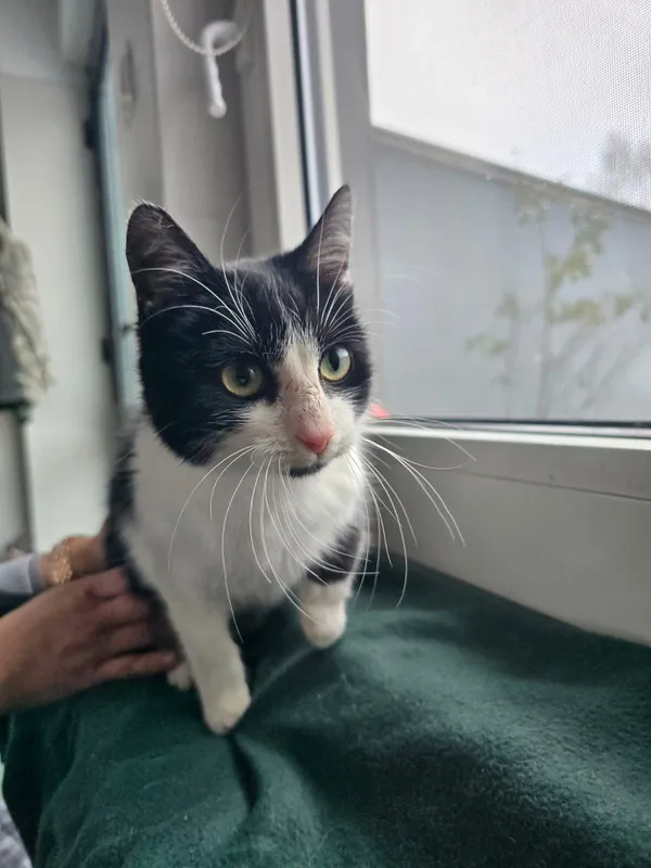 Kot do adopcji, Czartki, 12 stycznia 2026 (2/2)