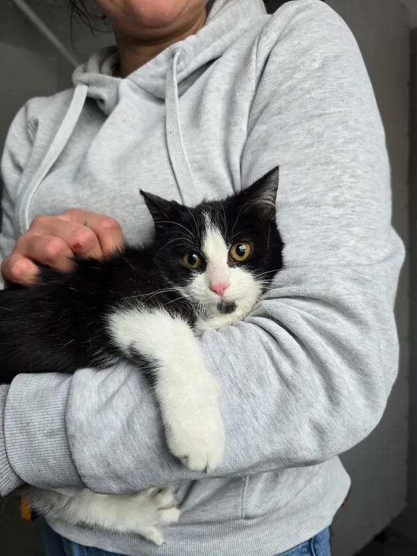 Kot do adopcji, Czartki, 12 stycznia 2026