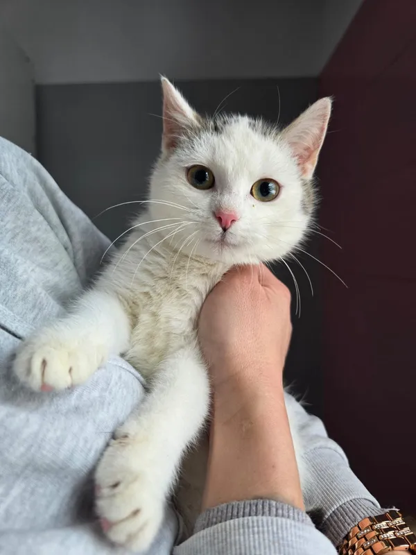 Kot do adopcji, Czartki, 12 stycznia 2026 (2/2)