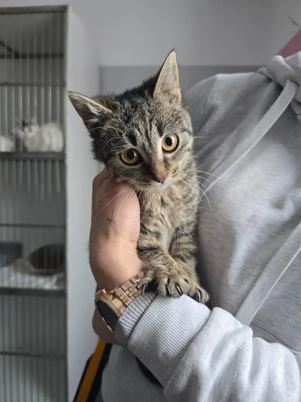 Kot do adopcji, Czartki, 12 stycznia 2026 (1/5)