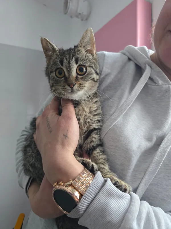 Kot do adopcji, Czartki, 12 stycznia 2026 (2/5)