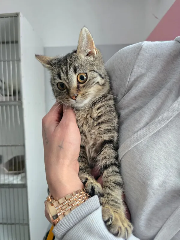 Kot do adopcji, Czartki, 12 stycznia 2026 (4/5)