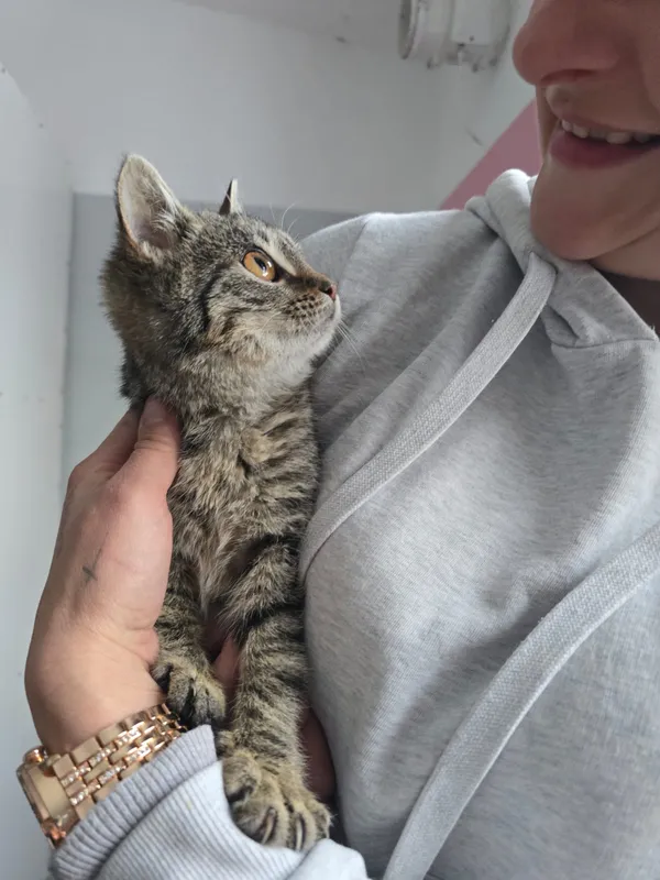 Kot do adopcji, Czartki, 12 stycznia 2026 (5/5)