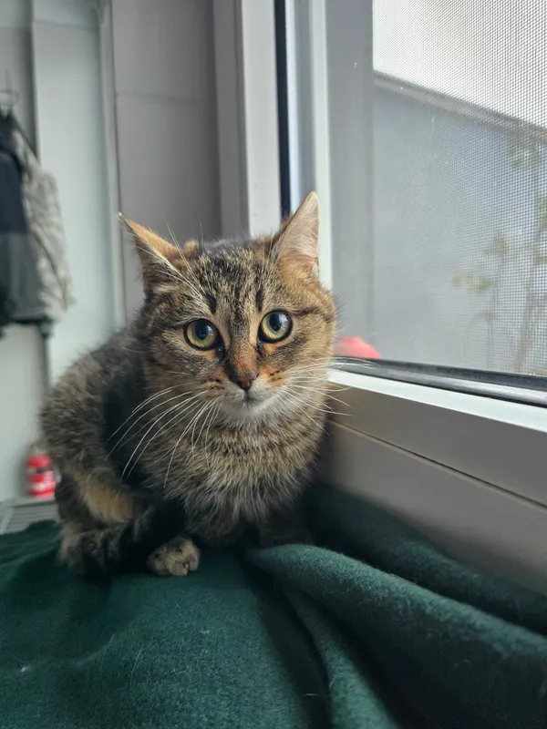 Kot do adopcji, Czartki, 12 stycznia 2026 (3/4)