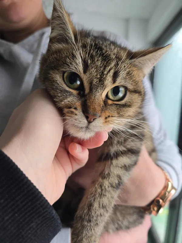 Kot do adopcji, Czartki, 12 stycznia 2026 (4/4)